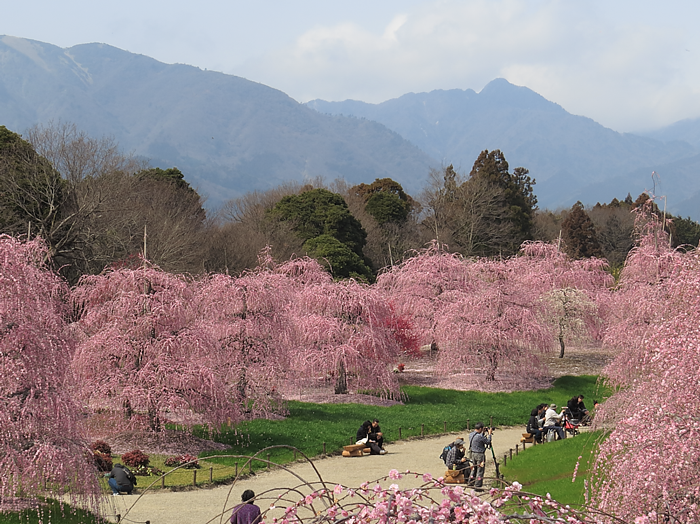 鈴鹿山脈と鈴鹿の森庭園