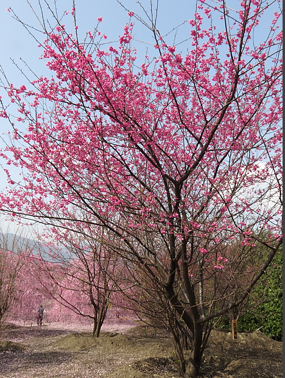 紅川津桜