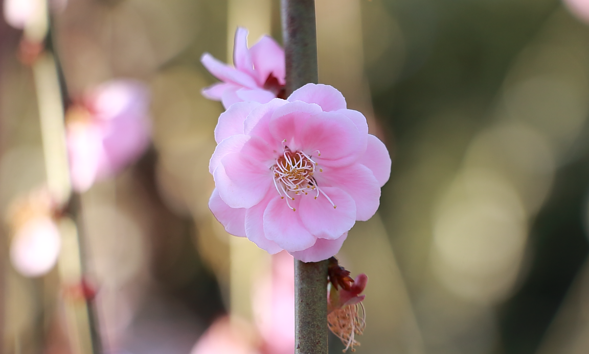 梅の花