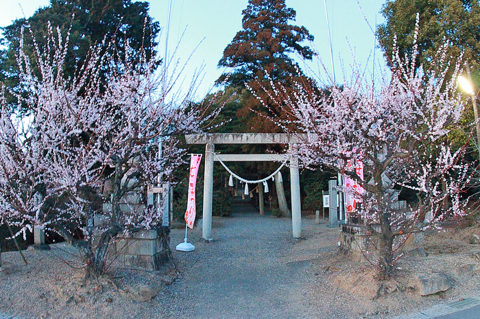 菅原神社の鳥居と梅