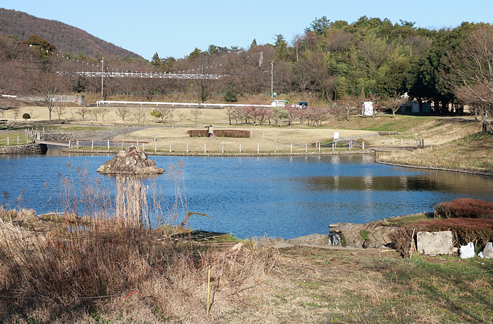 蘇原自然公園の梅