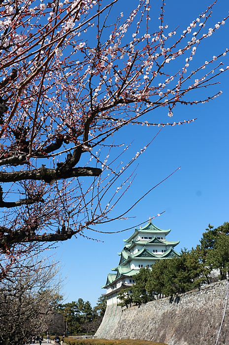 名古屋城と梅