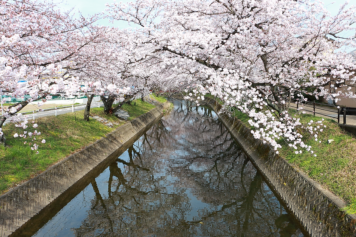 大口町の五条川の桜