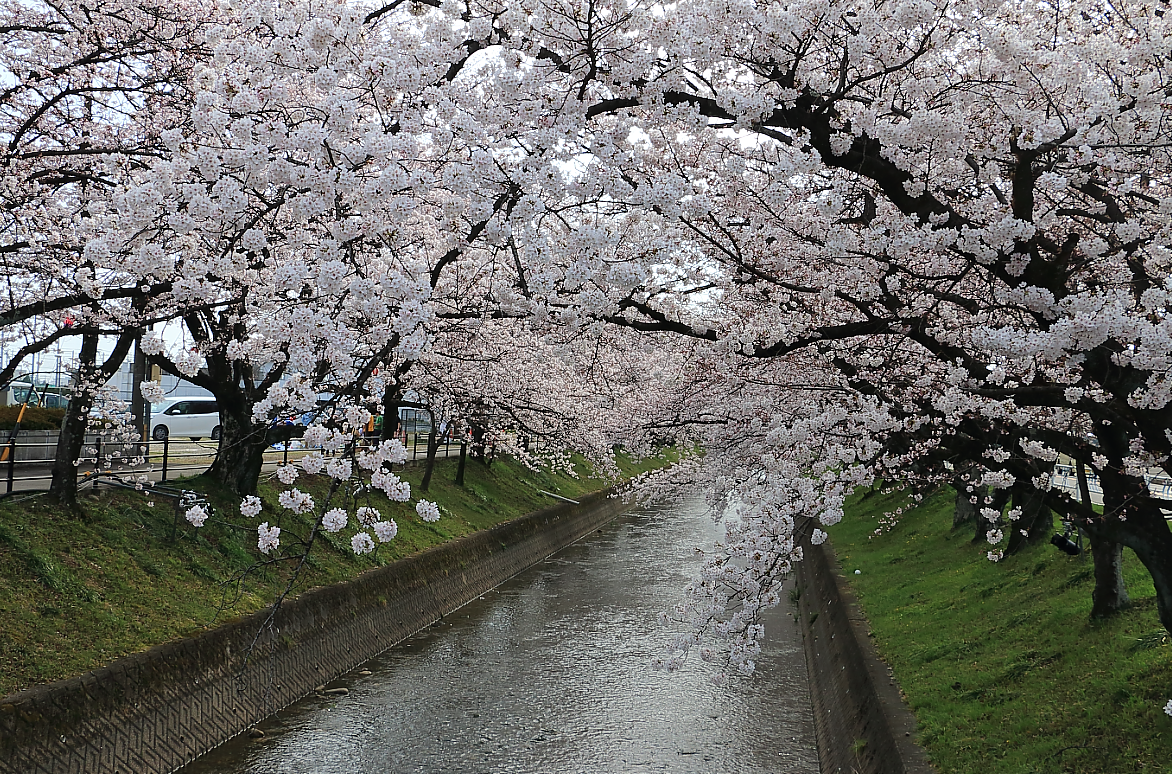 新田橋から見た桜