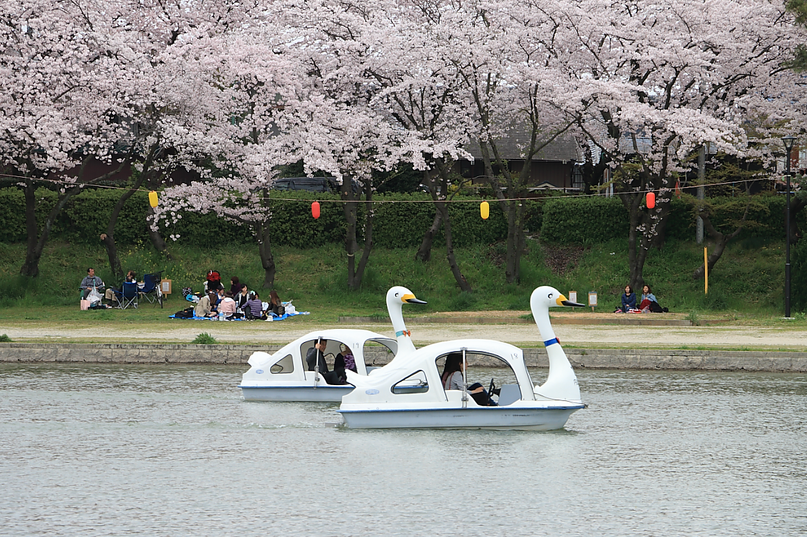 天王川公園の桜