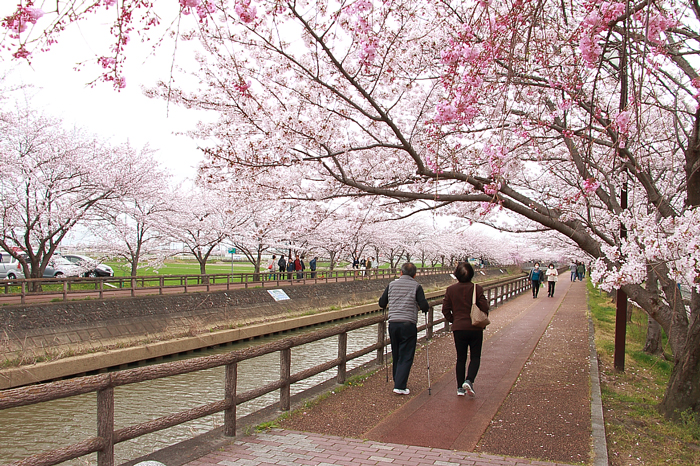 日光川沿いの桜ネックレス