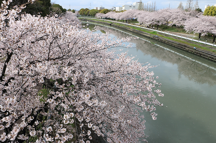 荒子川と桜