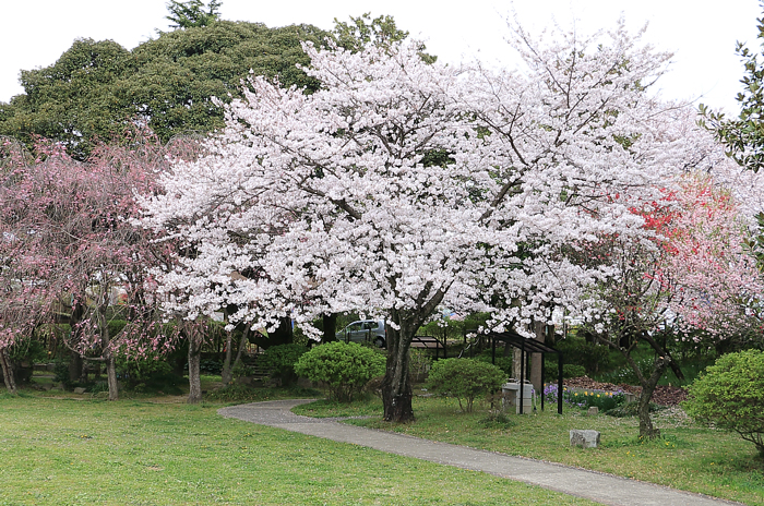 船頭平河川公園の桜