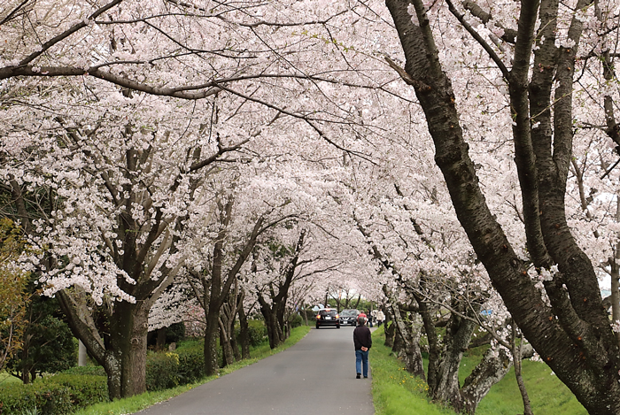 桜のトンネル