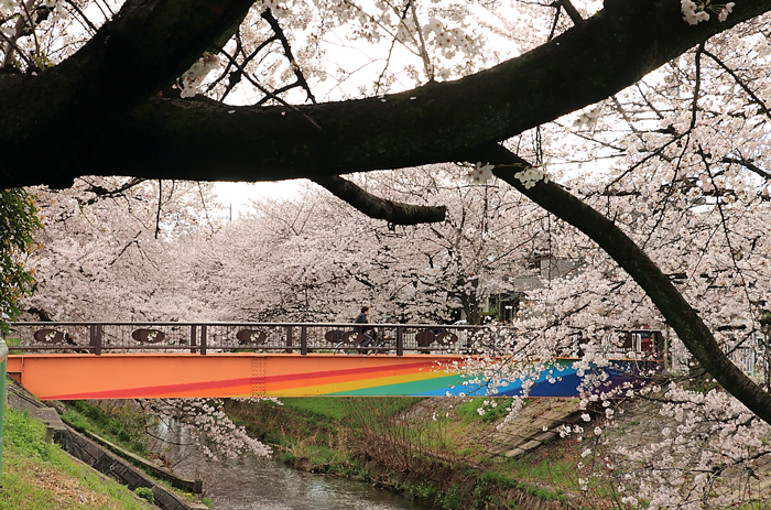虹色の橋と桜
