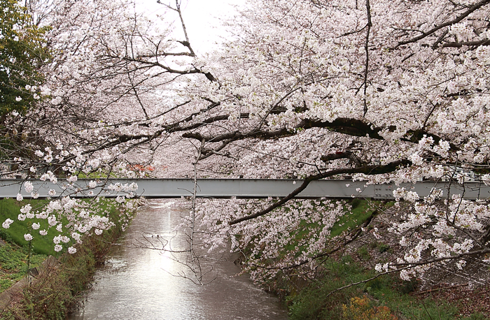 鉄骨と黒川と桜