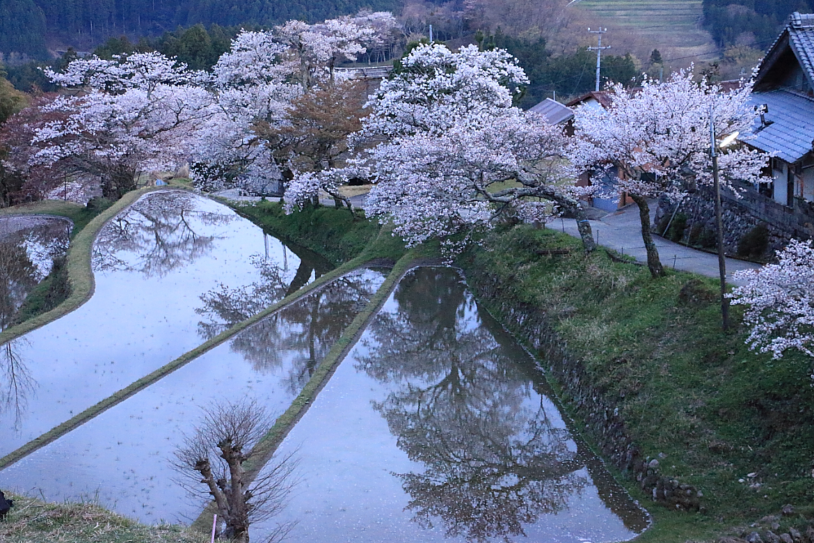 三多気の桜と棚田