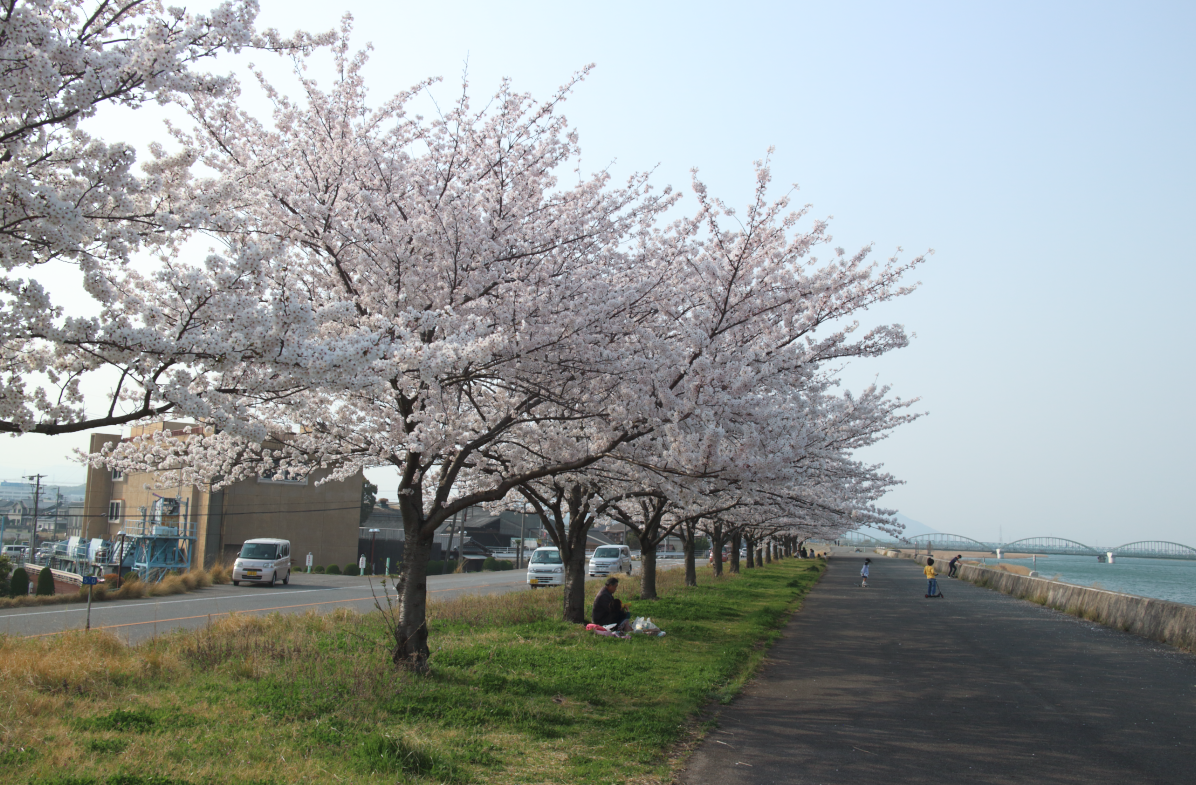 桜堤防