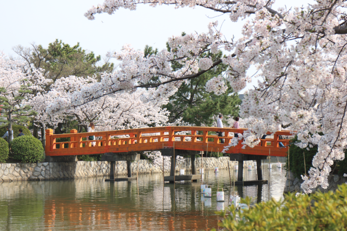 九華公園の桜と橋