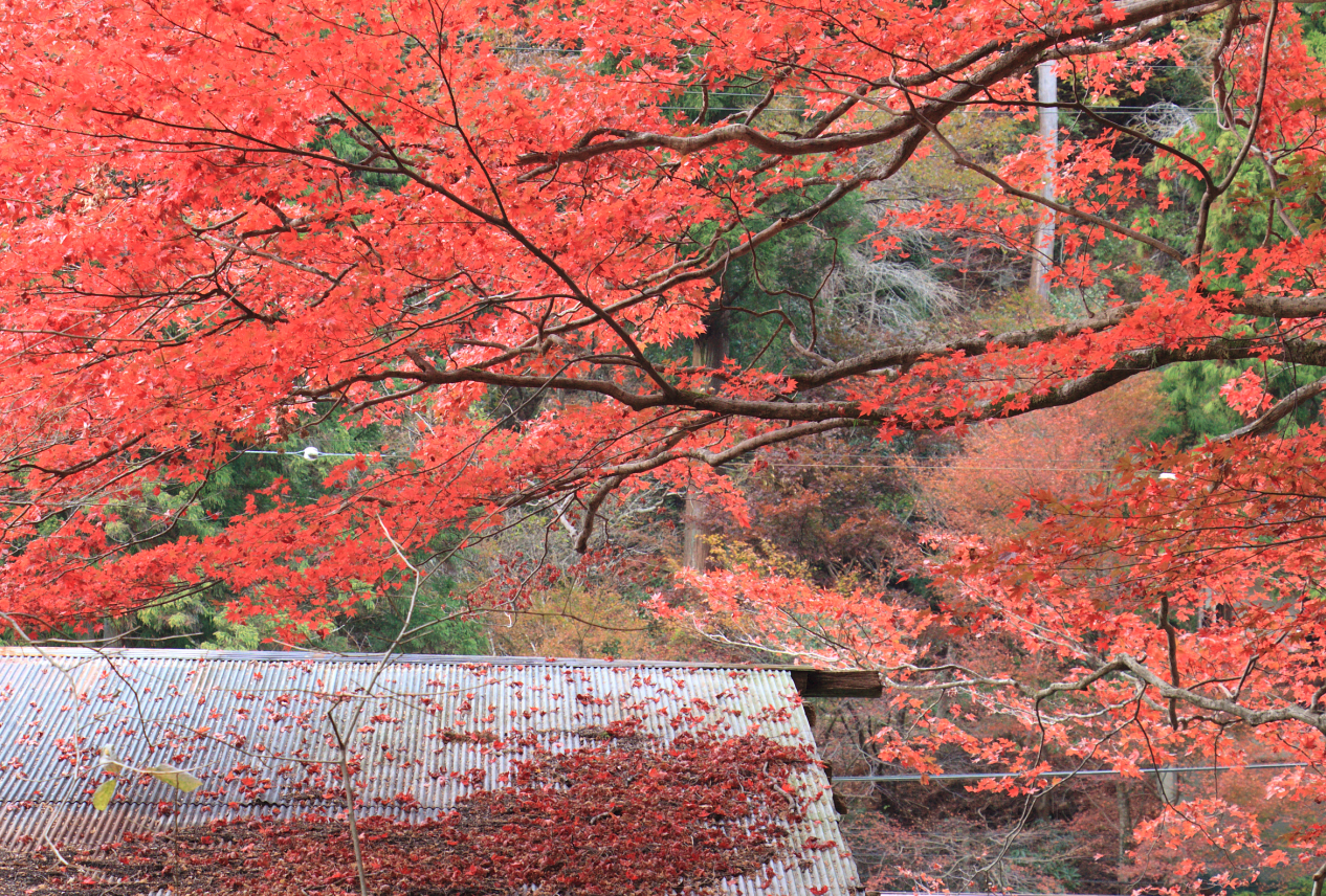 屋根に落ちた紅葉