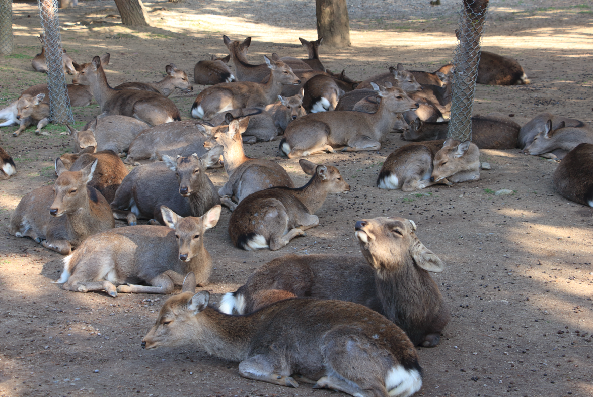 奈良公園の鹿