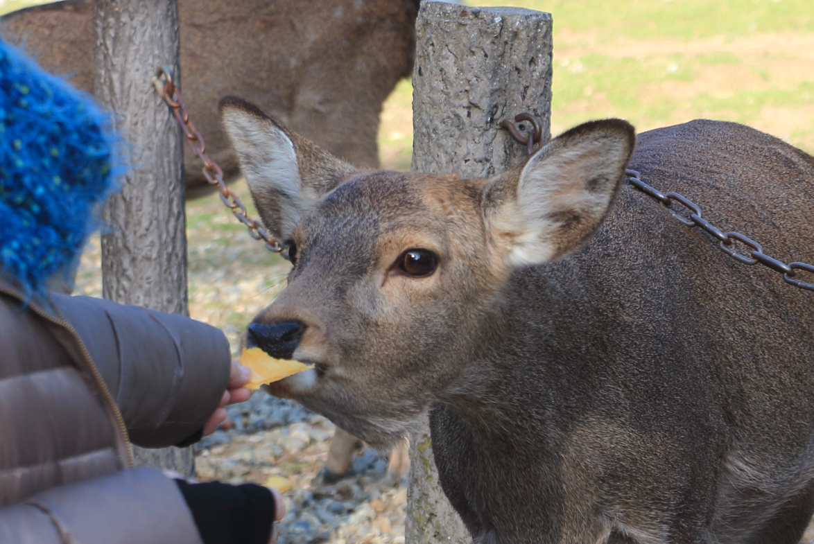 せんべいを食べる鹿