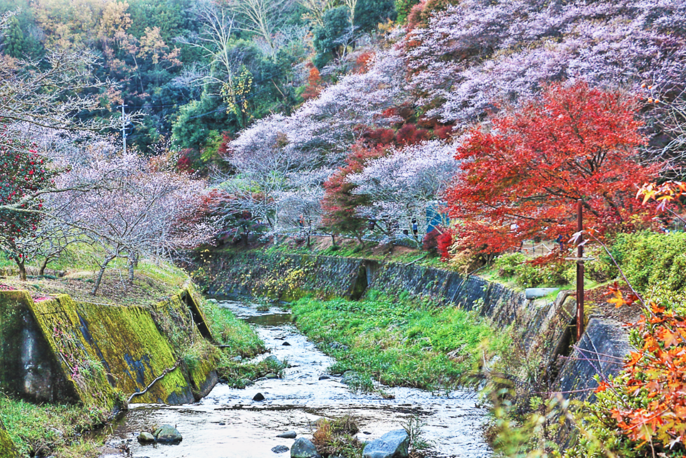 色とりどりの四季桜