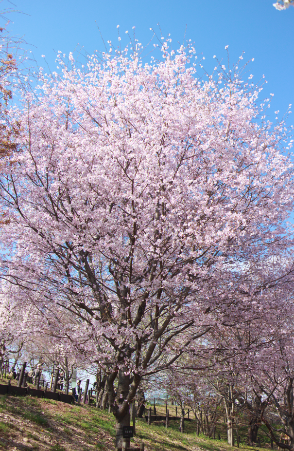 東山植物園の桜