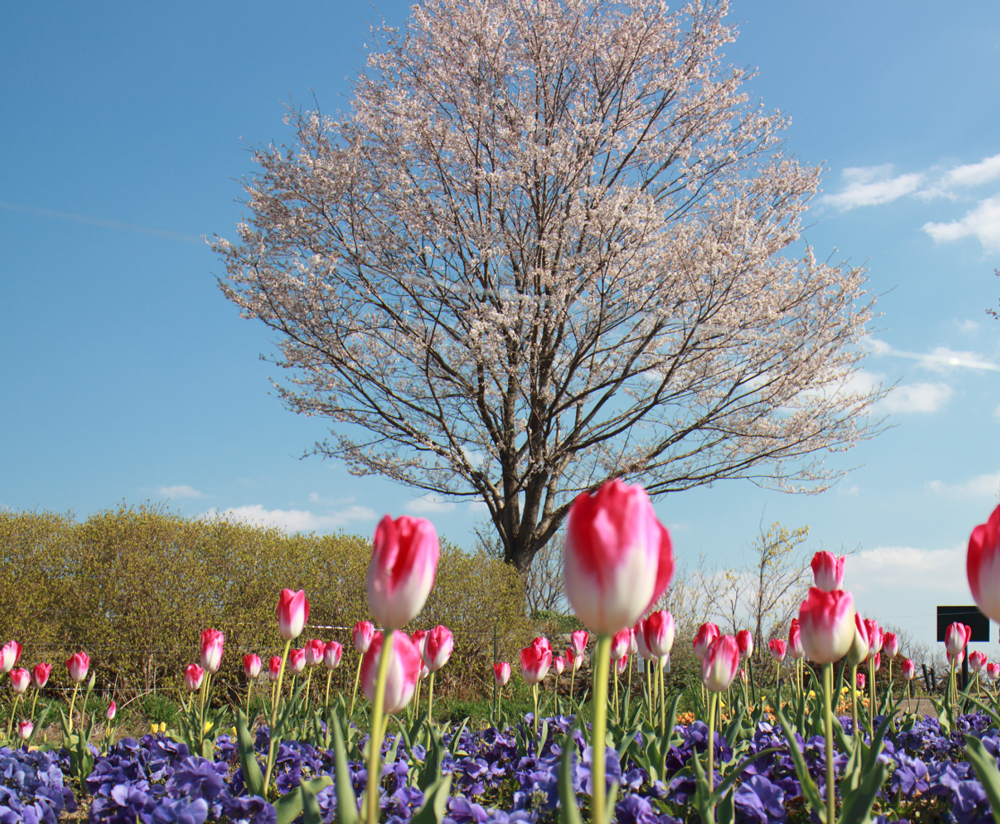 東山植物園の桜とチューリップ