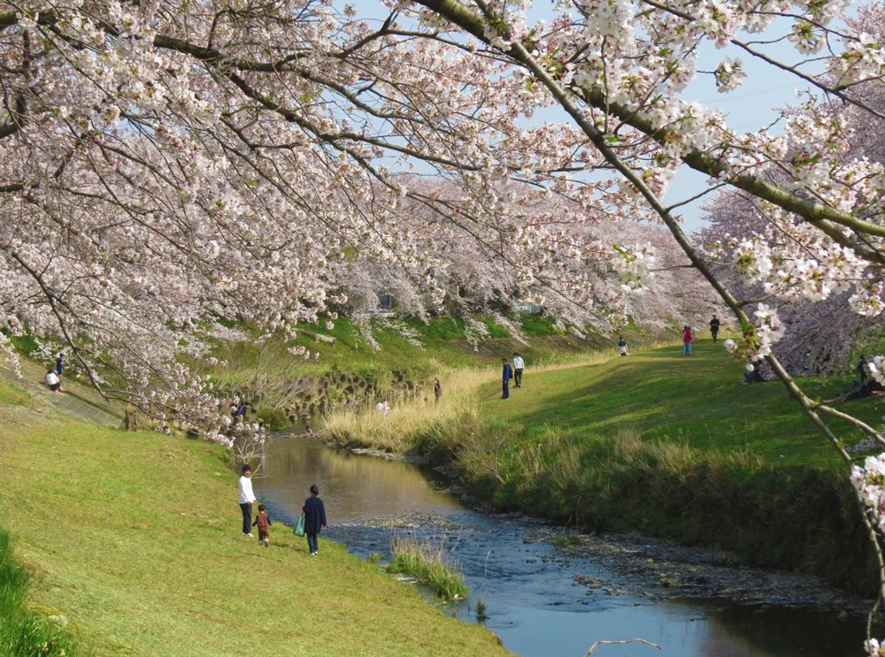 音羽川堤の桜