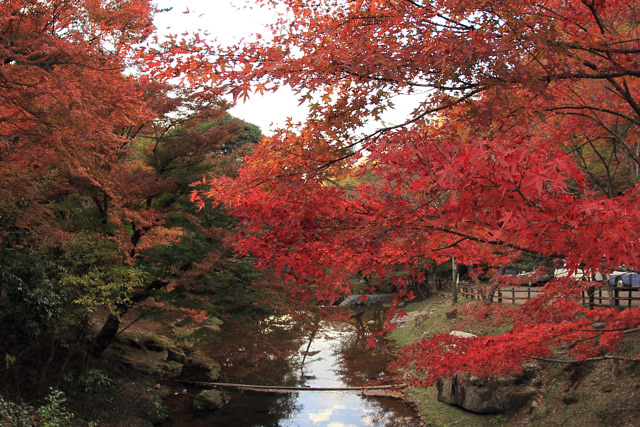 川に映る紅葉の赤