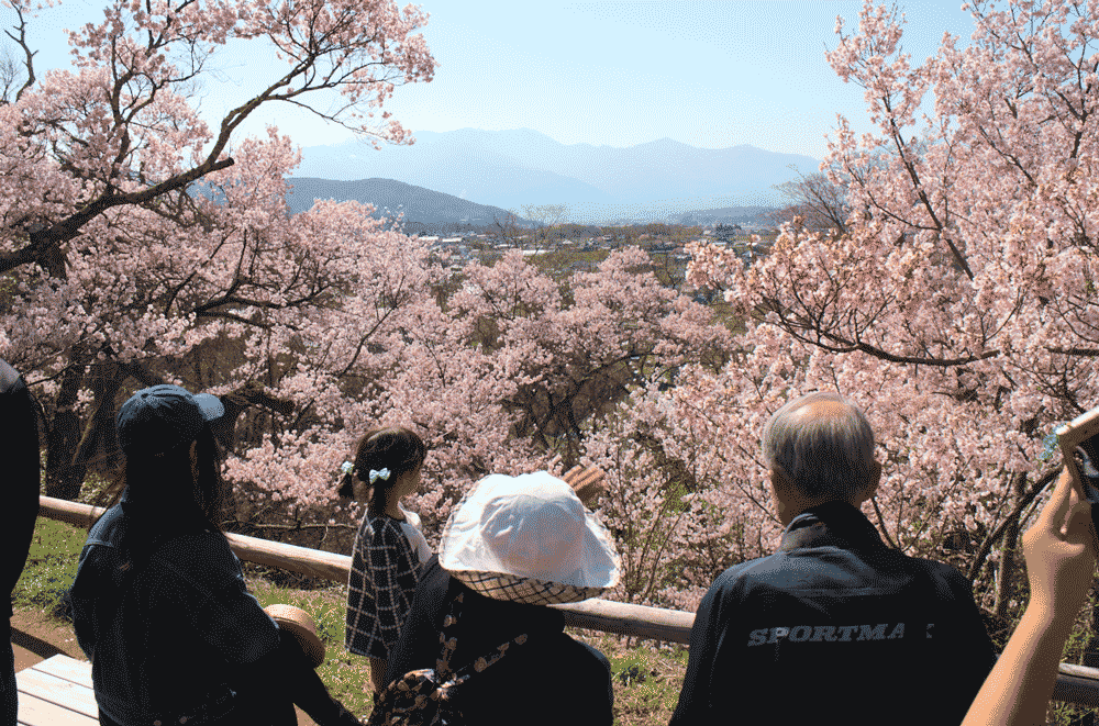 桜と中央アルプス