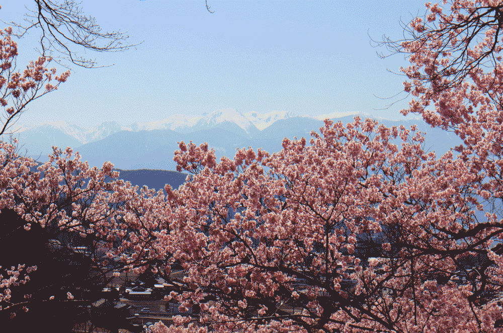 桜と中央アルプスの残雪