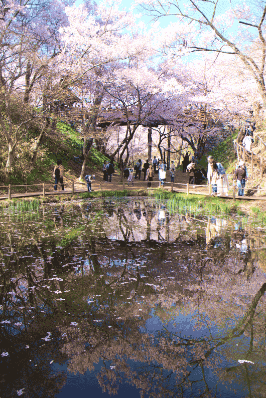 お堀の池に映りこむ桜