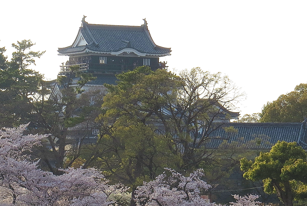 岡崎城と桜