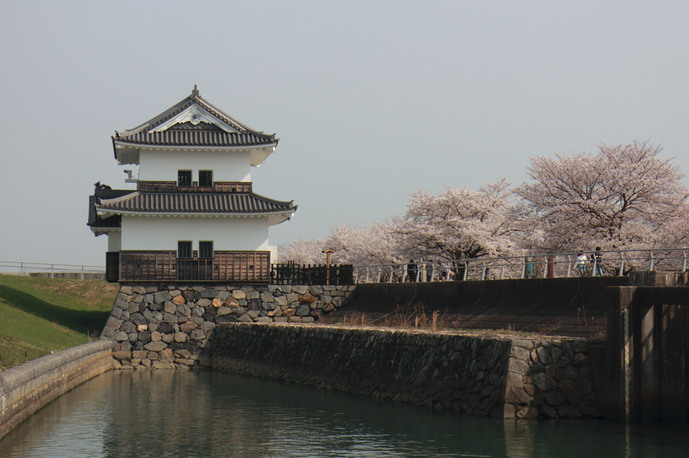 蟠龍櫓と桜