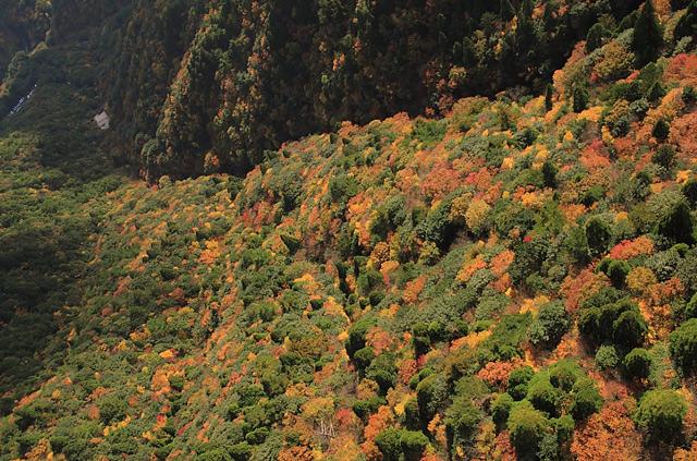 ロープウェイから見下ろした紅葉の風景