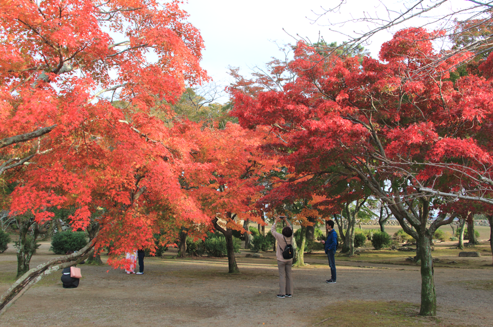 紅葉ゾーン