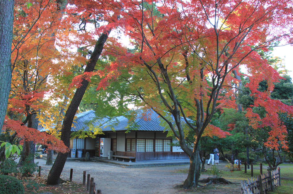 紅葉エリア