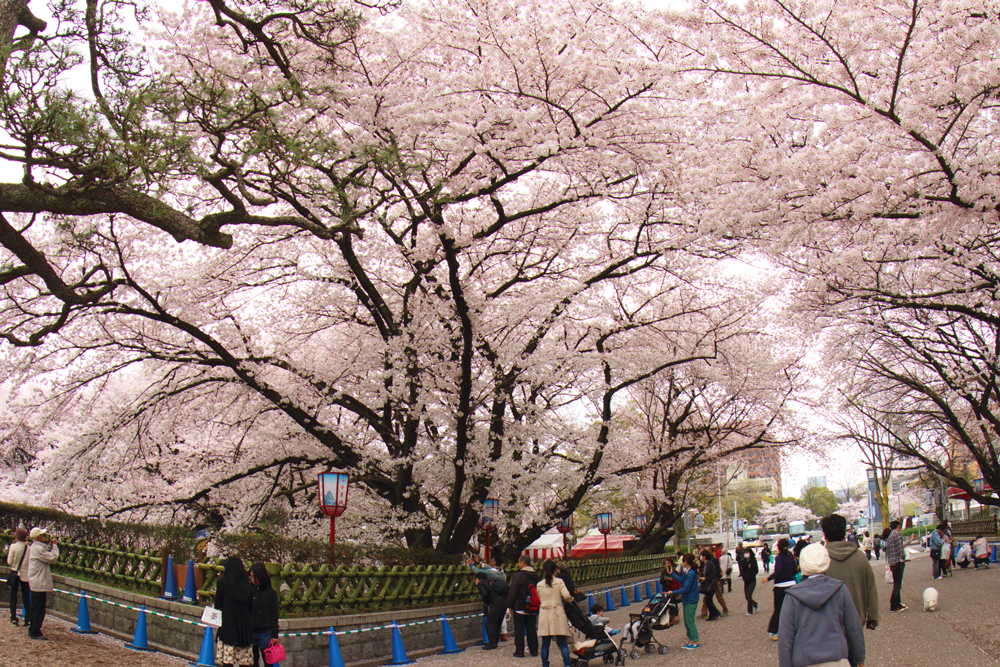 正門周辺・桜がきれいな場所