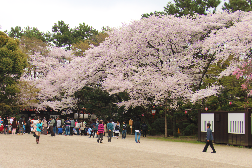 桜がきれいな場所