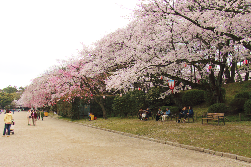 桜がきれいな場所