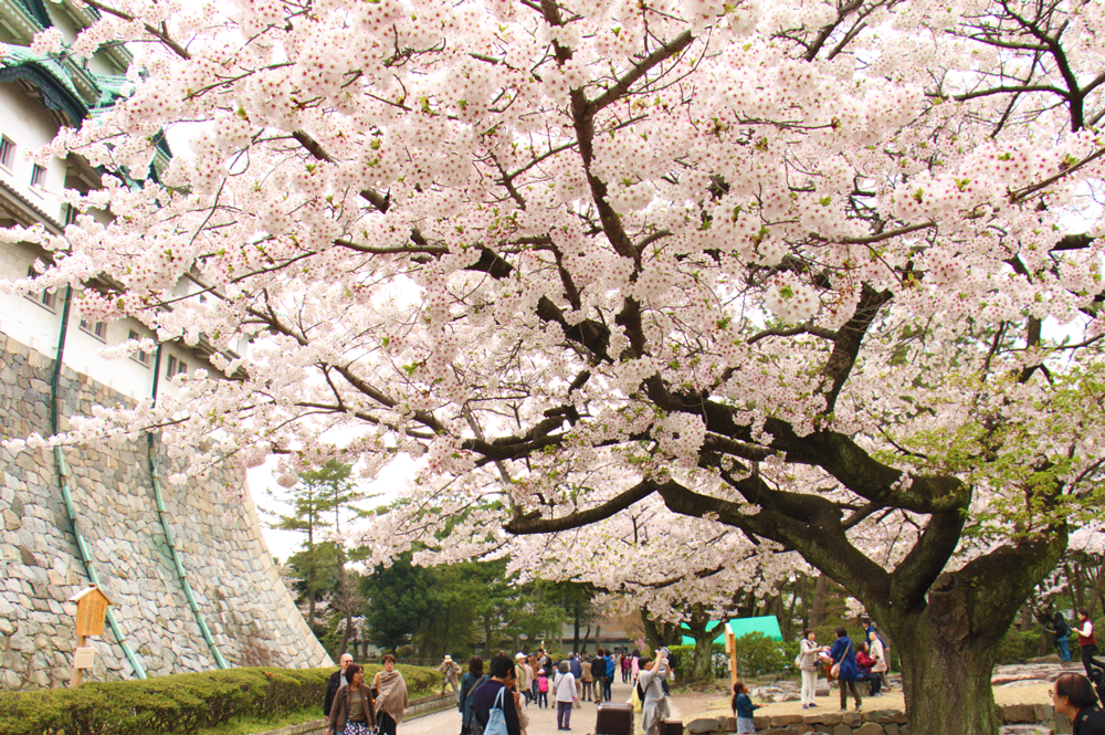 桜と天守閣のコラボが撮れる場所