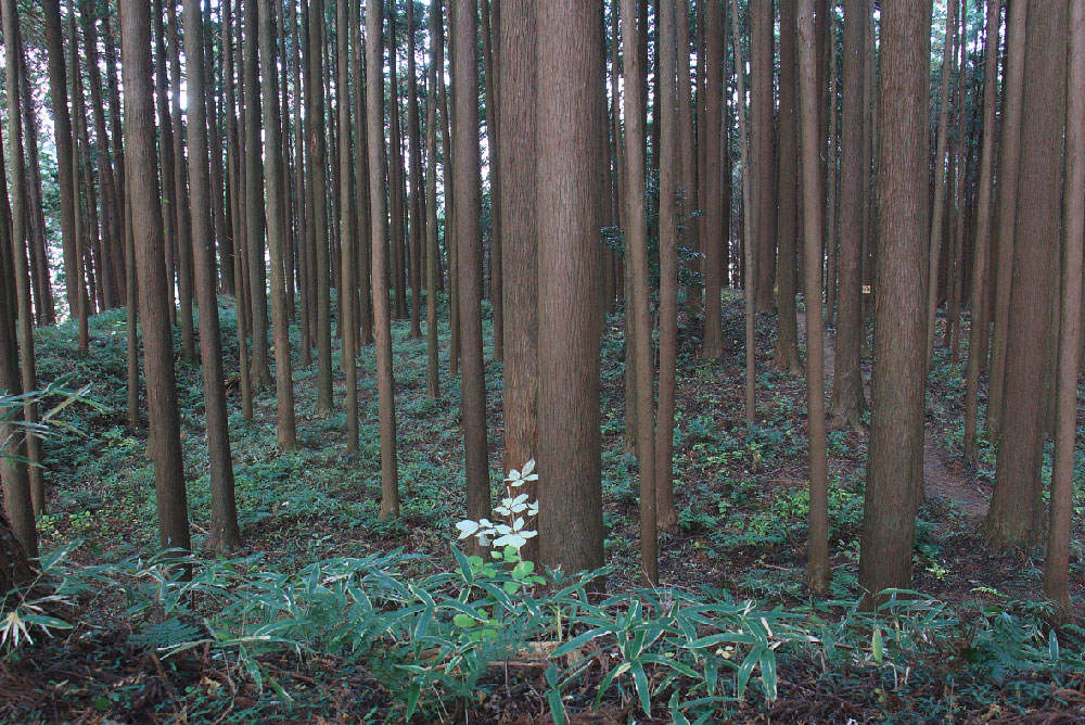 東城