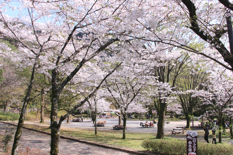 岐阜公園の桜