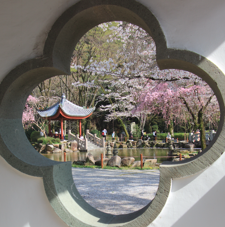 日中友好庭園の桜