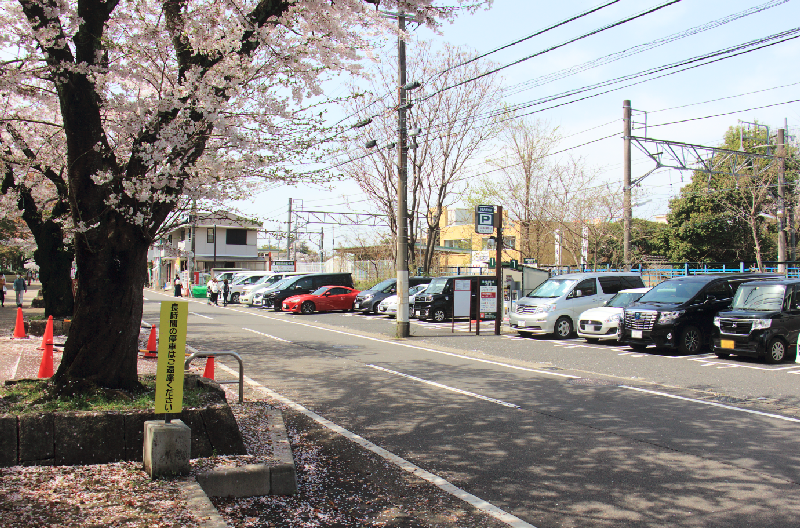 各務原市民公園の駐車場と桜