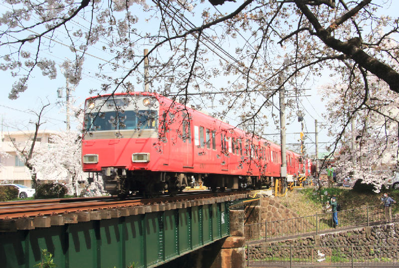 名鉄電車の正面と桜