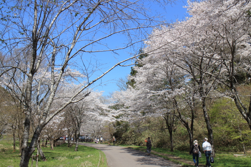 桜のトンネル2