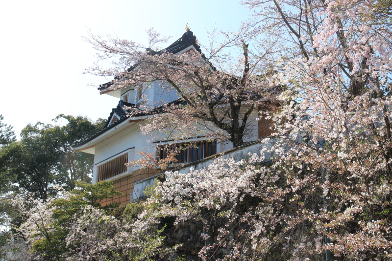 角櫓と桜
