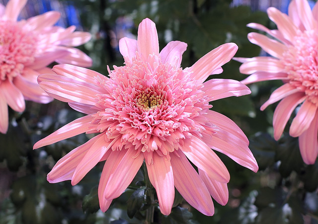 鮮やかなピンク色の菊