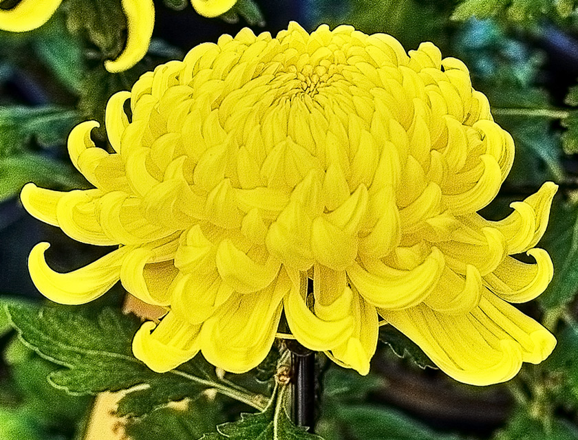 黄色の鉢物大輪菊