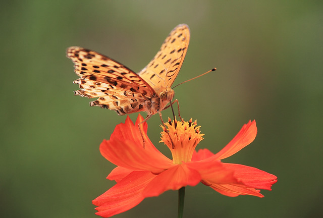 キバナコスモスの蜜をすう蝶