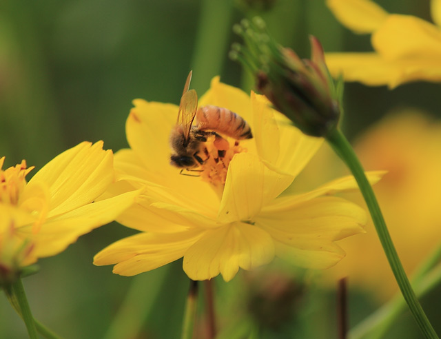 花の蜜を吸うミツバチ