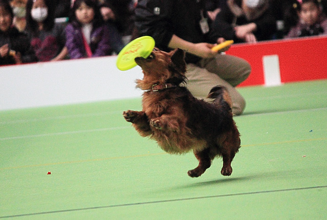 フリスピーをキャッチする小型犬